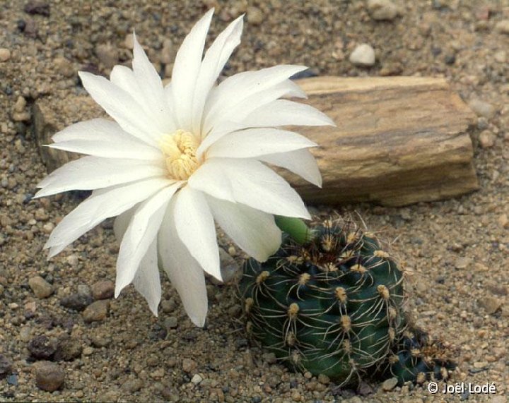 Gymnocalycium mesopotamicum JLcoll.647